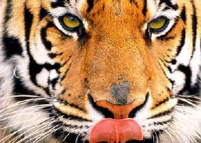tigre