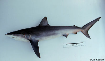 Galapagos Shark