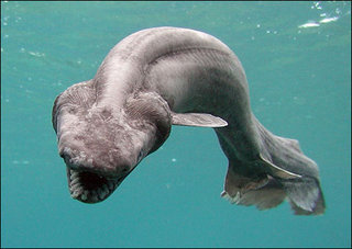 Chlamydoselachus anguineus