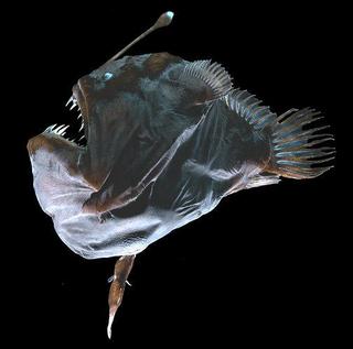 Melanocetus Johnsoni